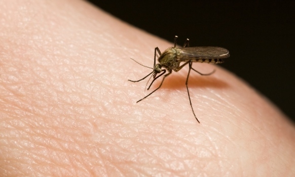 Traveller’s Guide On Malaria